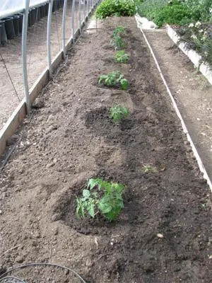 Cât de departe pentru a planta roșii în câmp deschis și în sere