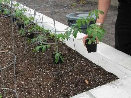 Cât de departe pentru a planta roșii în câmp deschis și în sere