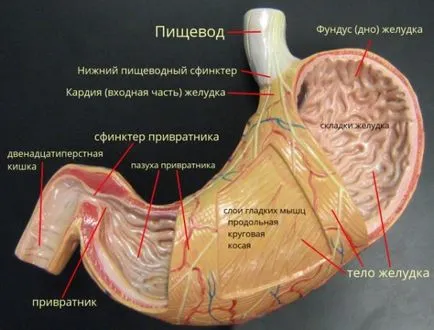 Nu simptome ale stomacului, cauzele si tratamentul de lucru