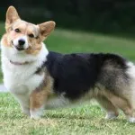 Privire de ansamblu asupra Rase de caini galez de conținut Corgi, produse alimentare și fotografii favorite (Welsh Corgi) Privire de ansamblu de câine rasa Welsh Corgi de conținut, produse alimentare și fotografii favorite