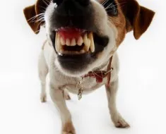 Prezentare generală a conținutului Galeză câine rasa Corgi, produse alimentare și animale de companie fotografie (fotografii) Privire de ansamblu de câine rasa Welsh Corgi de conținut, produse alimentare și fotografii favorite
