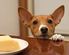 Privire de ansamblu asupra Rase de caini galez de conținut Corgi, produse alimentare și fotografii favorite (Welsh Corgi) Privire de ansamblu de câine rasa Welsh Corgi de conținut, produse alimentare și fotografii favorite