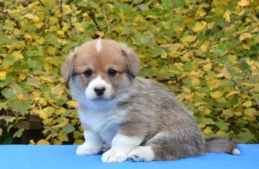 Privire de ansamblu de câine rasa Welsh Corgi de conținut, produse alimentare și fotografii favorite (Corgi) Privire de ansamblu de câine rasa Welsh Corgi de conținut, produse alimentare și fotografii favorite
