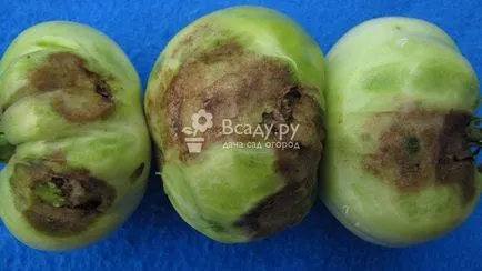 Prelucrarea tomatelor de la manei mijloace organice cu fotografii