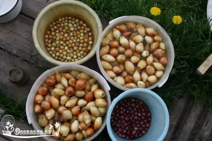 procesarea ceapa înainte de plantare - tehnici, metode, instrucțiuni detaliate (în față) procesarea ceapa înainte de plantare - tehnici, metode, instrucțiuni detaliate