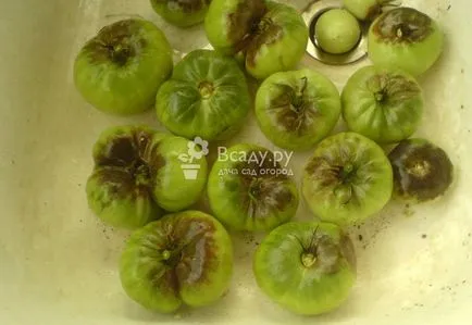 Prelucrarea tomatelor de la manei mijloace organice cu fotografii