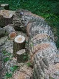 Rumegușul Horticultural 5 metode de utilizare a rumegușului în grădina grădină și legume (curte) Rumegușul 5 Horticole metode de utilizare a rumegușului în grădină grădină și legume