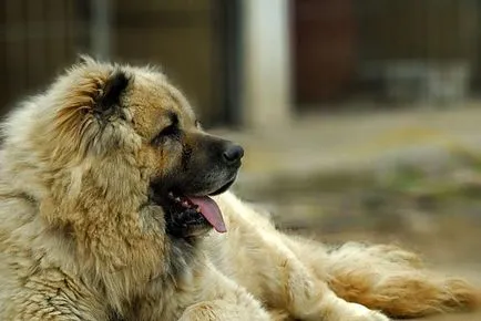 Unele dintre speciile cele mai mortale de caini, top 10 în fălcile de animale