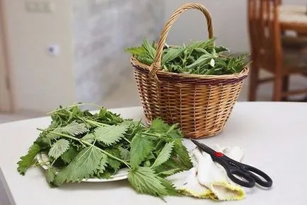 Castraveți - în creștere în câmp deschis, având grijă de castraveți, dressing îngrășăminte (castravete) Castraveți - în creștere în câmp deschis, având grijă de castraveți, îngrășăminte de top dressing