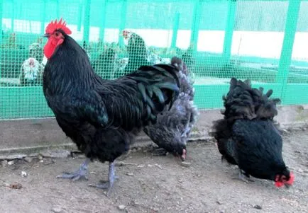 Descriere și caracteristici Jersey gigant pui rasa (Jersey) Descriere și caracteristici Găinile Jersey gigant rasa