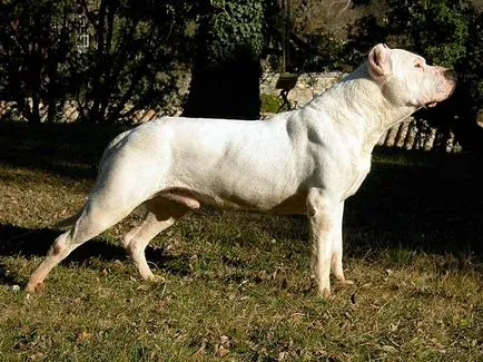 Unele dintre speciile cele mai mortale de caini, top 10 în fălcile de animale