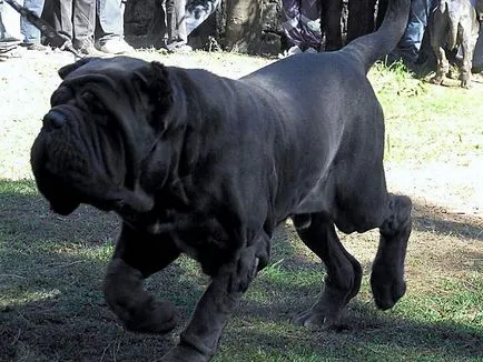 Unele dintre speciile cele mai mortale de caini, top 10 în fălcile de animale