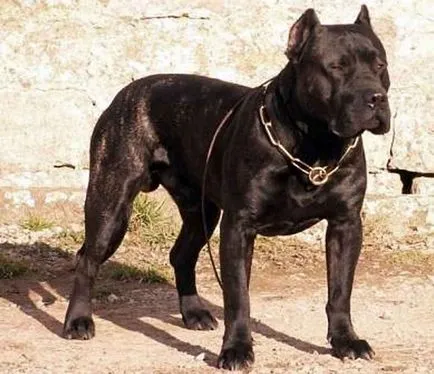 Unele dintre speciile cele mai mortale de caini, top 10 în fălcile de animale