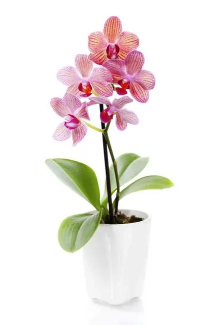 Orhideele decât pentru a fertiliza plantele la domiciliu (plante) Orhideele decât pentru a fertiliza plantele la domiciliu