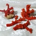 Sidef - o descriere a pietrei, proprietățile sale medicinale și magice, semne ale zodiacului, foto nacre