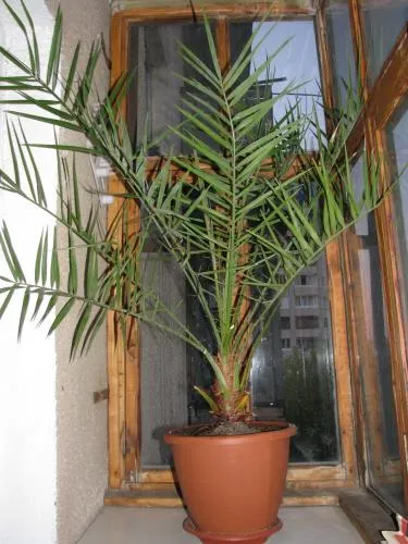 îngrijire de palmier, cultivare, udare, plantare la domiciliu