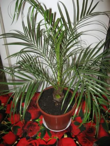 îngrijire de palmier, cultivare, udare, plantare la domiciliu