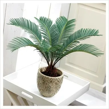 îngrijire de palmier, cultivare, udare, plantare la domiciliu