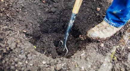 Transplantarea trandafiri ca cel mai bun timp pentru a efectua