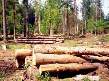 deșeuri de lemn (lemn) ce sunt, pentru ceea ce sunt folosite (lemn) deșeuri de lemn (lemn) ce sunt, pentru ceea ce sunt folosite