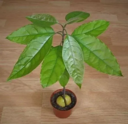 îngrijire de palmier, cultivare, udare, plantare la domiciliu