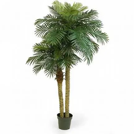 îngrijire de palmier, cultivare, udare, plantare la domiciliu