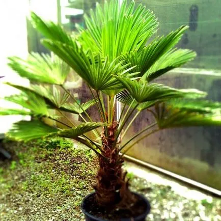 îngrijire de palmier, cultivare, udare, plantare la domiciliu