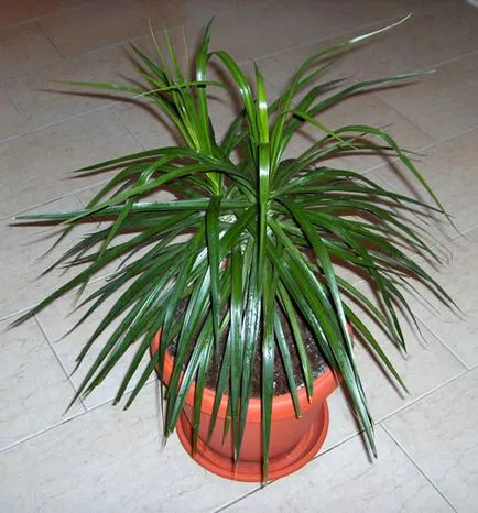 îngrijire de palmier, cultivare, udare, plantare la domiciliu