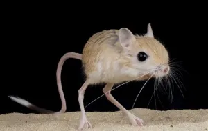 De ce câinii urla si musca lucrurile