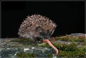 aricii de putere în sălbăticie și că aricii mănânce acasă, și cum să mănânce în mod corespunzător (natura este consumul de Ariciul) aricii de putere în sălbăticie și că aricii mănânce acasă, și cum să mănânce în mod corespunzător