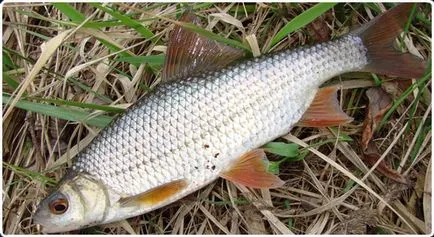 Roach despre pește, fotografii