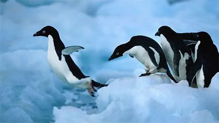 De ce Pinguinii nu acoperi răspuns de la oameni de știință (de ce) De ce Pinguinii nu acoperi răspuns de la oameni de știință