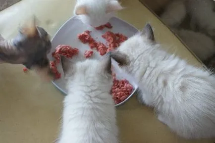 De ce nu se poate hrăni pisica doar carne, articole (produse alimentare secundară hiperparatiroidism) De ce nu se poate hrăni pisica numai articolul din carne