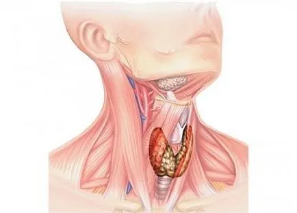 De ce dureri musculare gât simptome, diagnostic, tratament