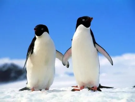 De ce un pinguin care nu poate acoperi opinia savanți moderni
