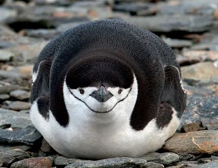 De ce Pinguinii nu acoperi 2