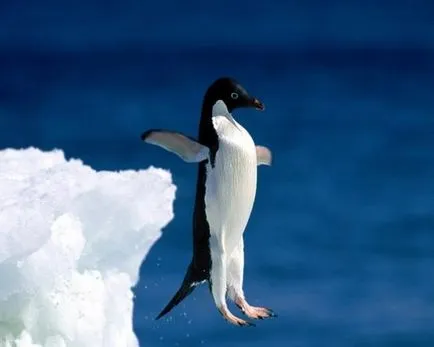 De ce un pinguin care nu poate acoperi opinia savanți moderni