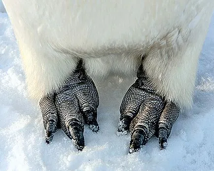De ce Pinguinii nu acoperi 2