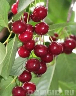 Plantează un copac, ce copaci pentru a planta la site-ul, cum să planteze corect un copac în toamna (secțiunea) Plantează un copac, ce copaci pentru a planta la site-ul, cum să planteze un copac în dreapta toamna