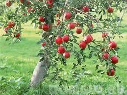 Plantează un copac, ce copaci pentru a planta la site-ul, cum să planteze corect un copac in toamna (toamna) Plantează un copac, ce copaci pentru a planta la site-ul, cum să planteze un copac în dreapta toamna