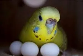 Parrot mănâncă ouăle lor, animalele mele de companie (cu excepția conținutului de reproducție din spate) Parrot mănâncă ouăle lor, animalele mele de companie