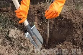 Plantează un copac, ce copaci pentru a planta la site-ul, cum să planteze un copac în dreapta toamna (plante) Plantează un copac, ce copaci pentru a planta la site-ul, cum să planteze un copac în dreapta toamna