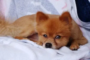 Pomerania vulpe - descriere rasa cu fotografii și video