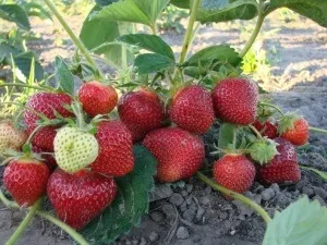 primăvară căpșuni fertilizand dreptul de îngrijire și secretele unei recolte bune
