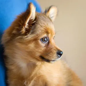 Pomerania vulpe - descriere rasa cu fotografii și video