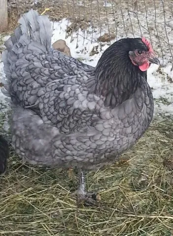 Jersey gigant descriere pui rasa, comentarii ale proprietarilor, video și fotografii (gigant) Jersey gigant descriere pui rasa, recenzii ale proprietarilor, video și fotografii
