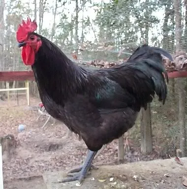 Jersey gigant descriere pui rasa, comentarii ale proprietarilor, video și fotografii (gigant) Jersey gigant descriere pui rasa, recenzii ale proprietarilor, video și fotografii