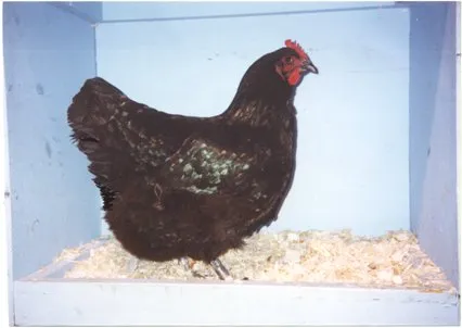 Jersey gigant descriere pui rasa, comentarii ale proprietarilor, video și fotografii (gigant) Jersey gigant descriere pui rasa, recenzii ale proprietarilor, video și fotografii
