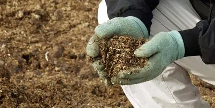 Fertilizarea morcovi în îngrășăminte la sol deschis și de îngrijire atunci când plantarea și în creștere