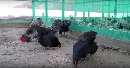 Jersey gigant descriere pui rasa, comentarii ale proprietarilor, video și fotografii (gigant) Jersey gigant descriere pui rasa, recenzii ale proprietarilor, video și fotografii